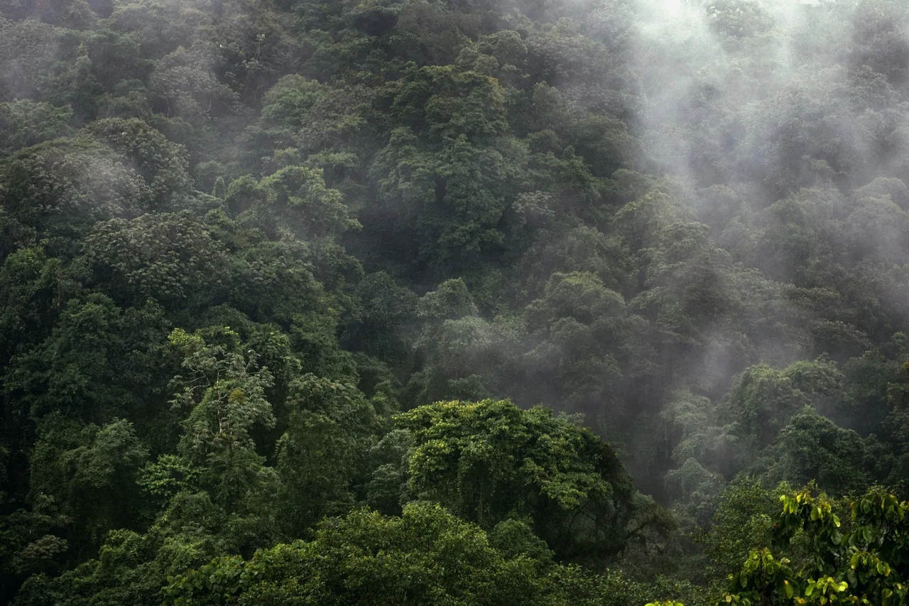 Rainforest under low cloud